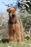 AIREDALE TERRIER 114